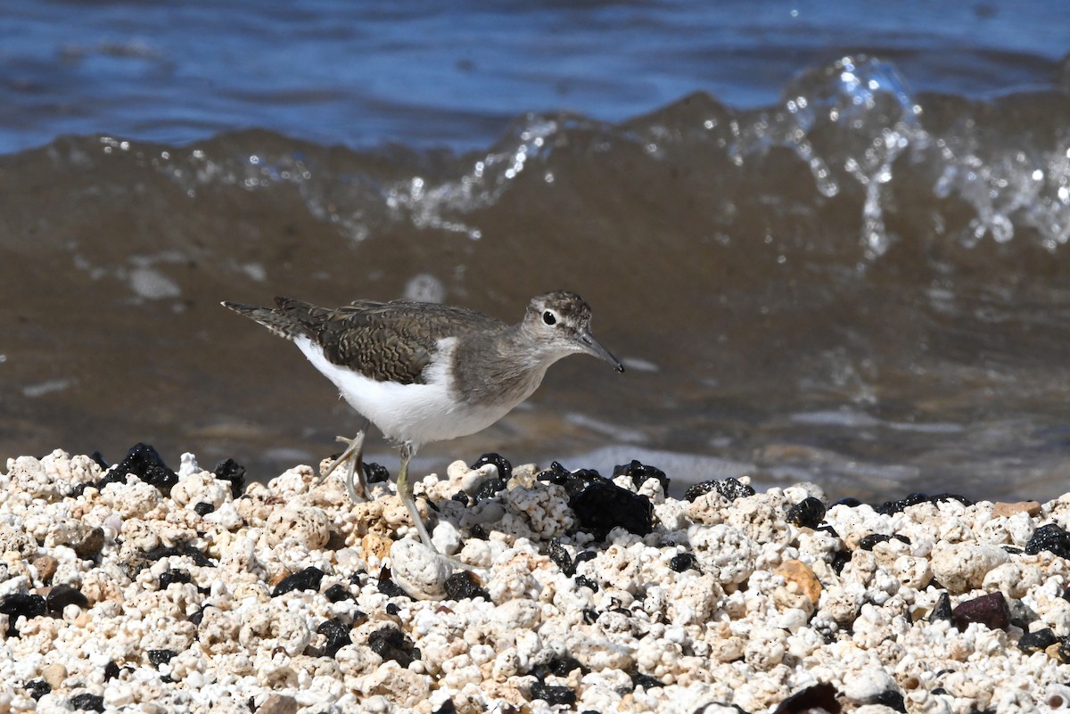 Common Sandpiper - ML644329335
