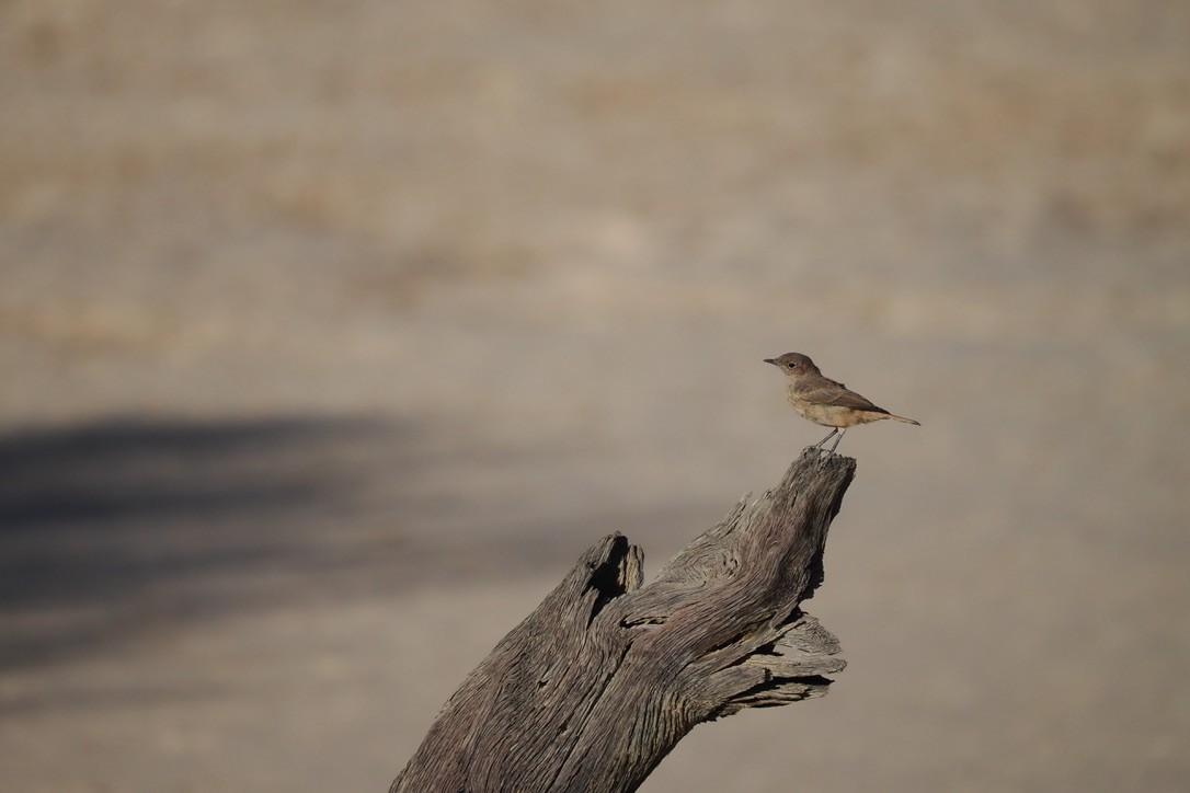 Familiar Chat - ML644329336