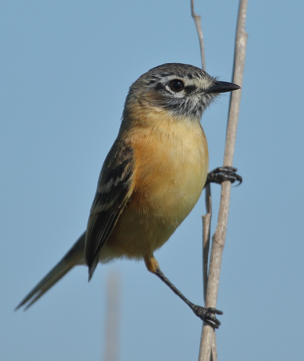 Bearded Tachuri - ML644329338