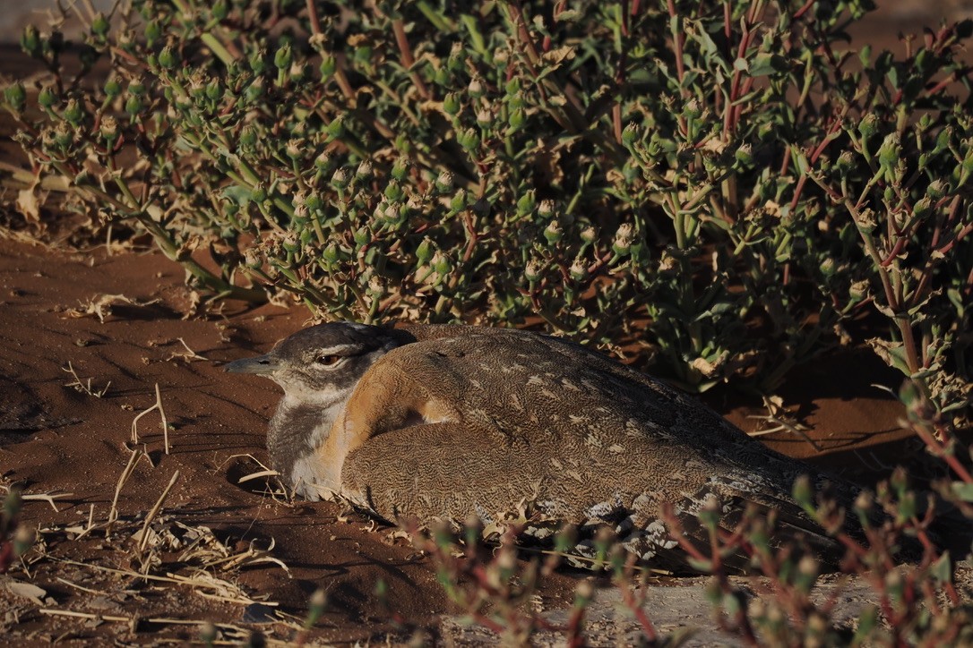 Ludwig's Bustard - ML644329339