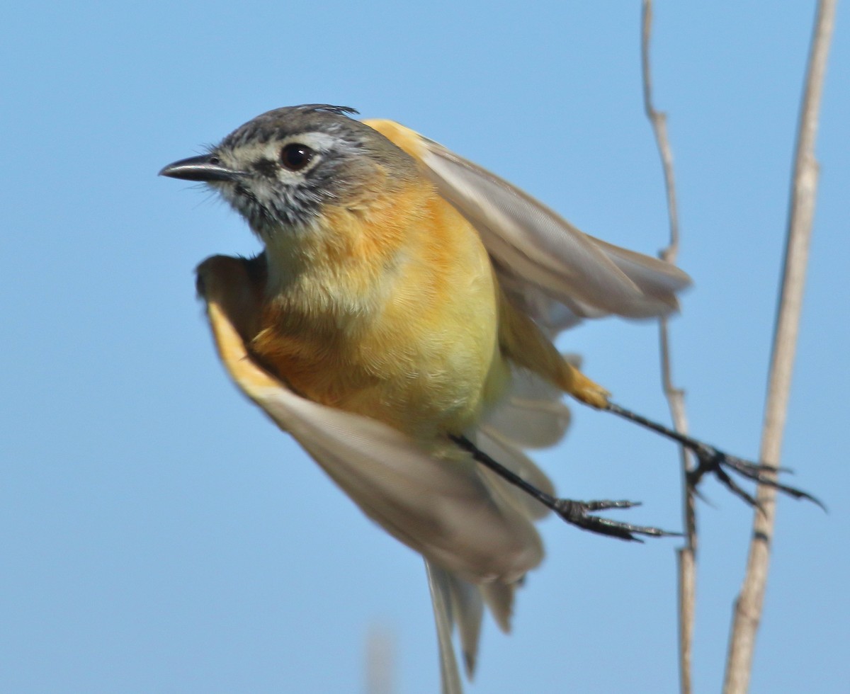 Bearded Tachuri - ML644329347