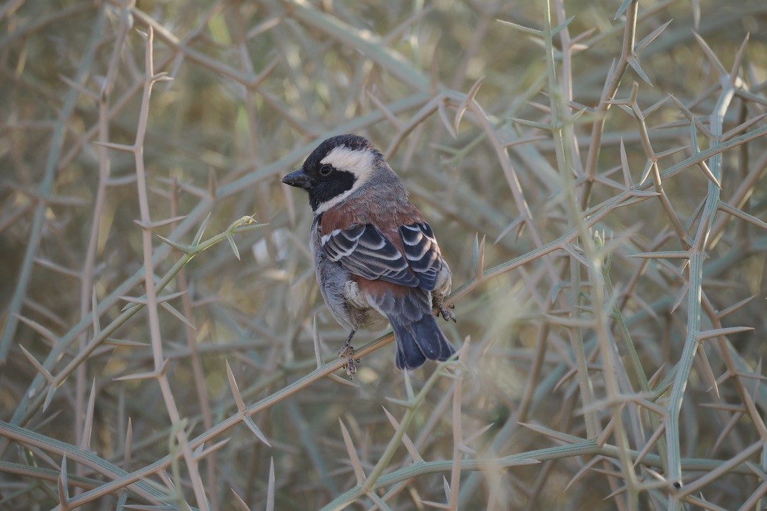 Cape Sparrow - ML644329357