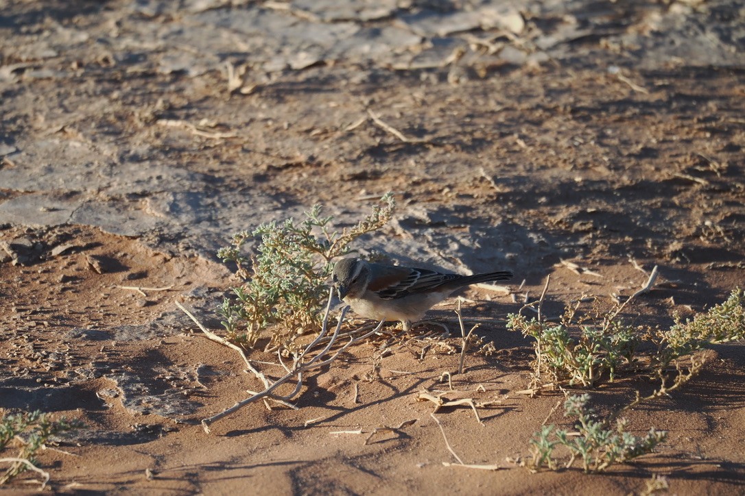 Cape Sparrow - ML644329360