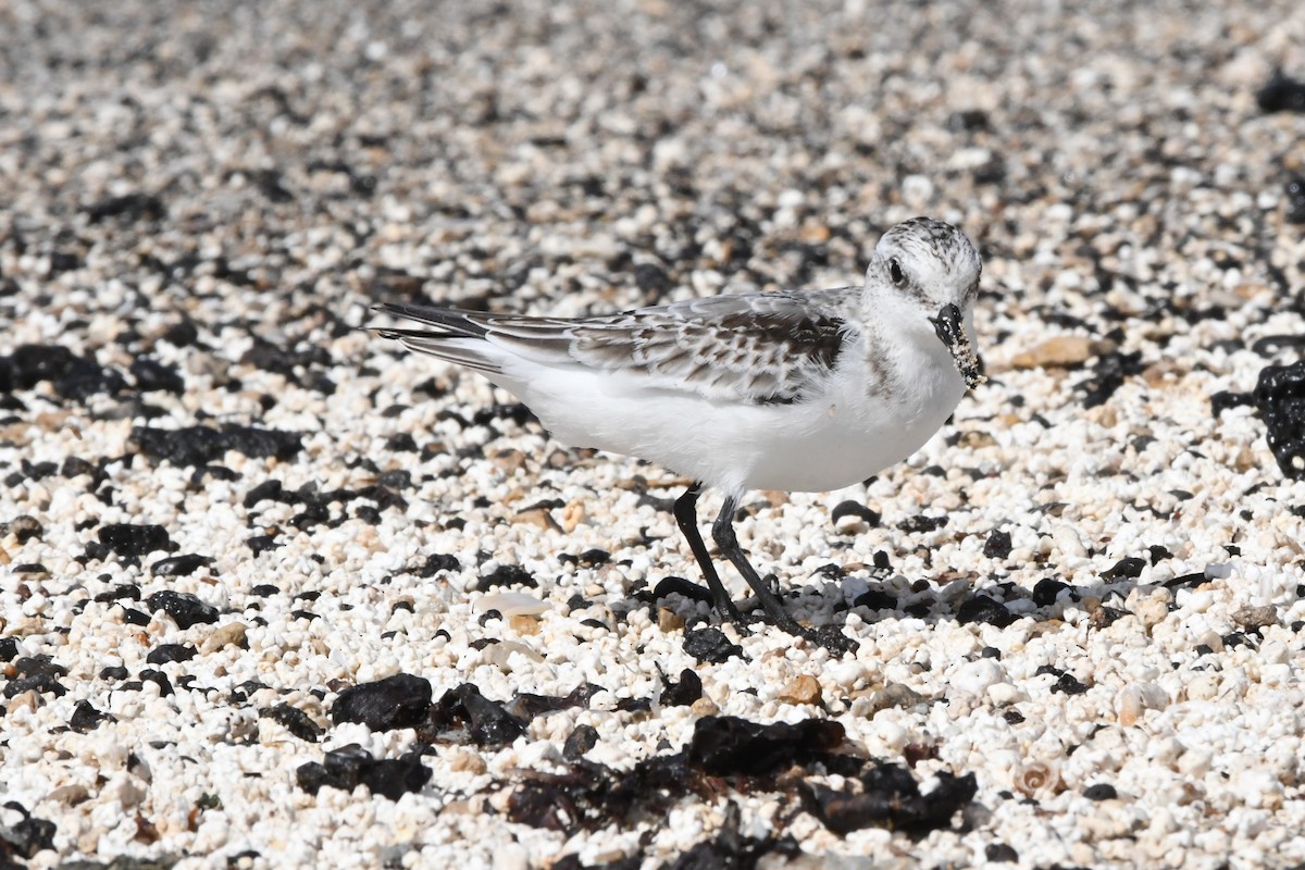 Sanderling - ML644329363