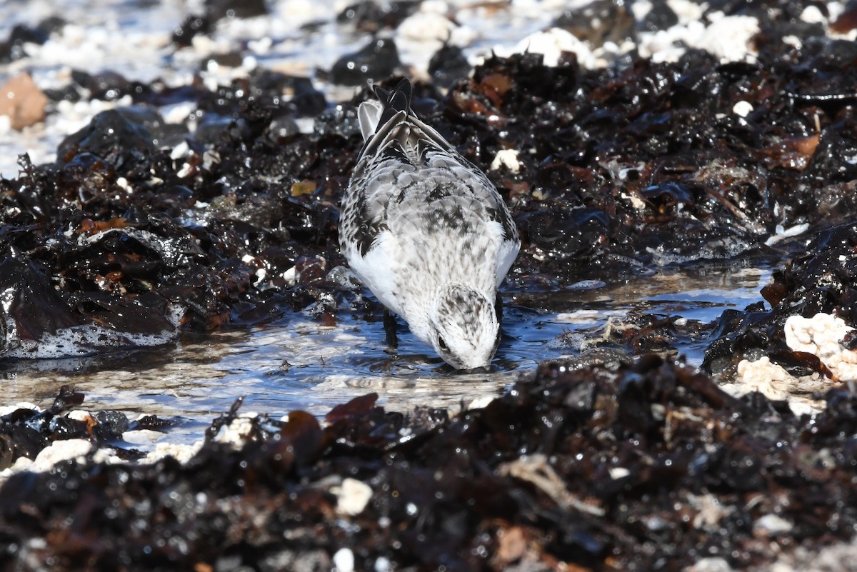 Sanderling - ML644329364