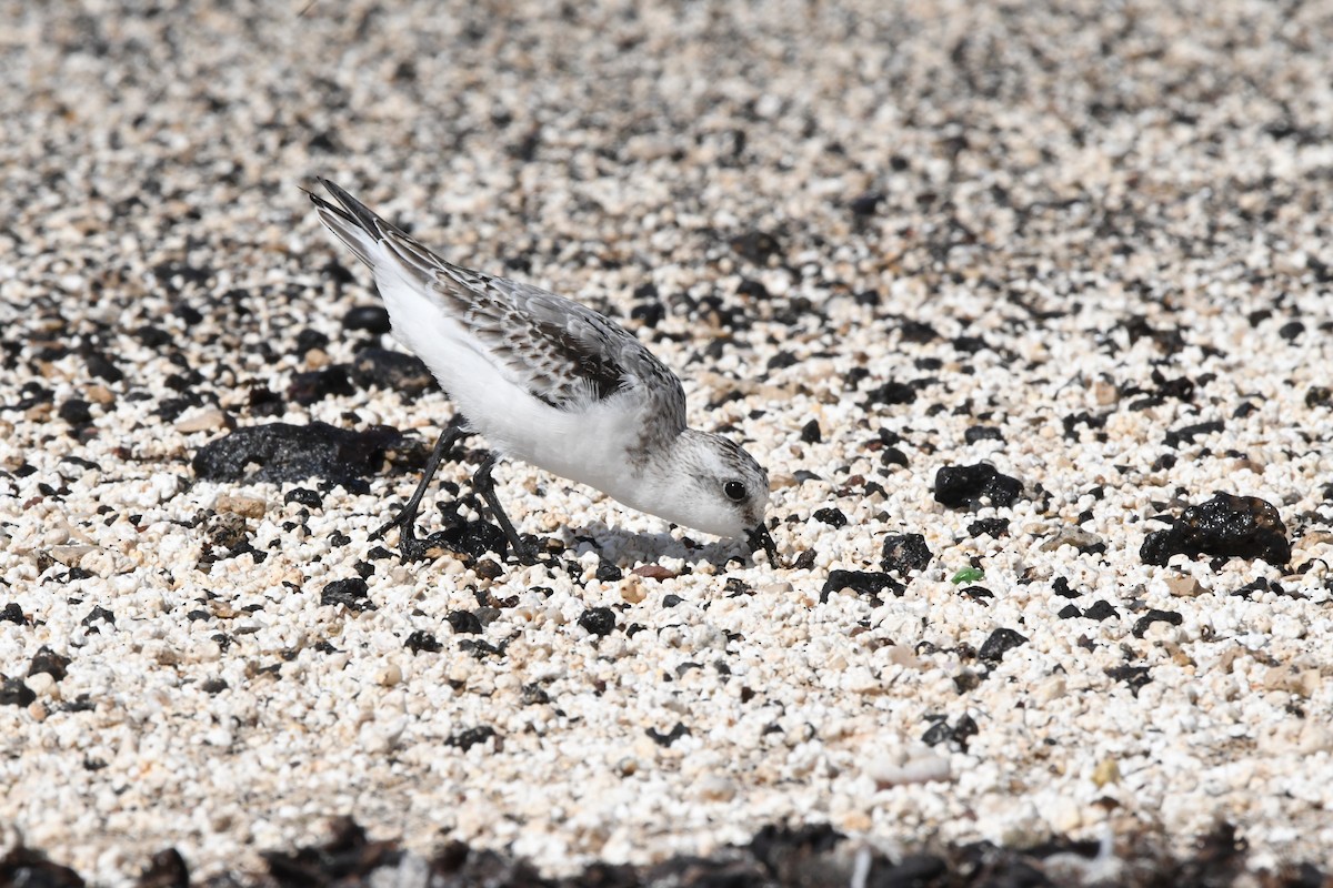 Sanderling - ML644329366