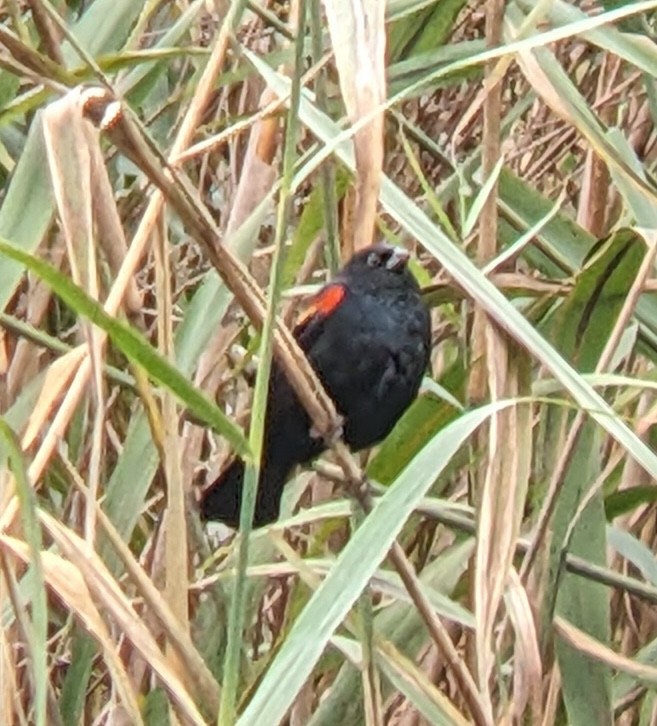 Red-winged Blackbird - ML644329368