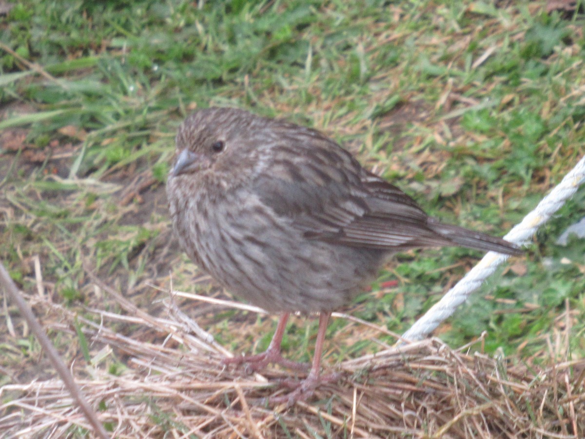 ネズミヤマシトド - ML644329370