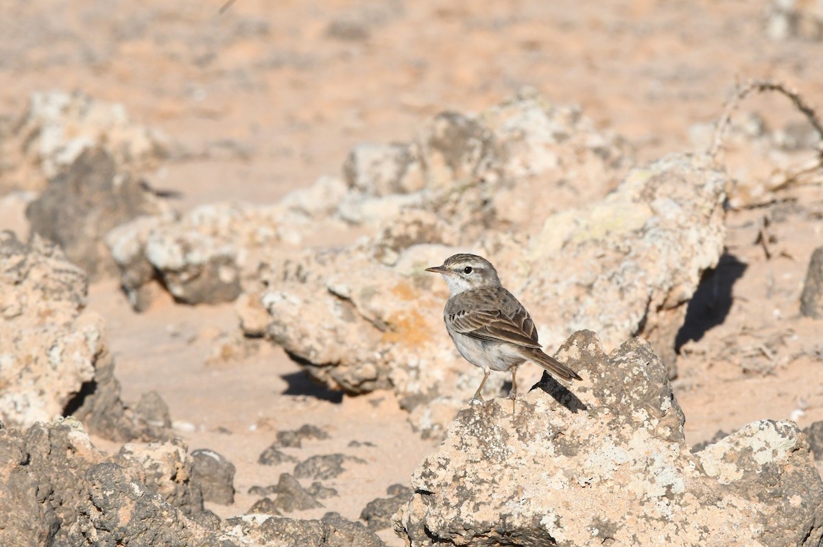 Berthelot's Pipit - ML644329383