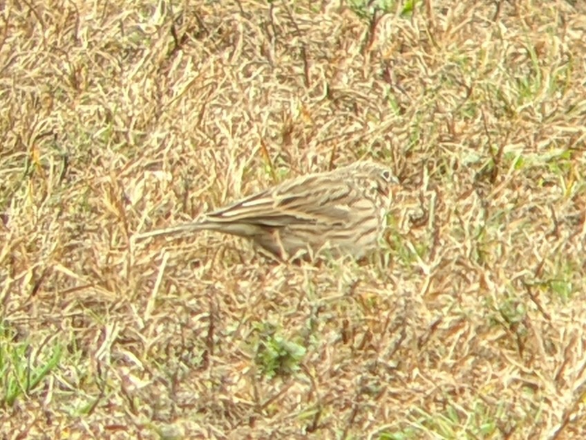 Vesper Sparrow - ML644329384