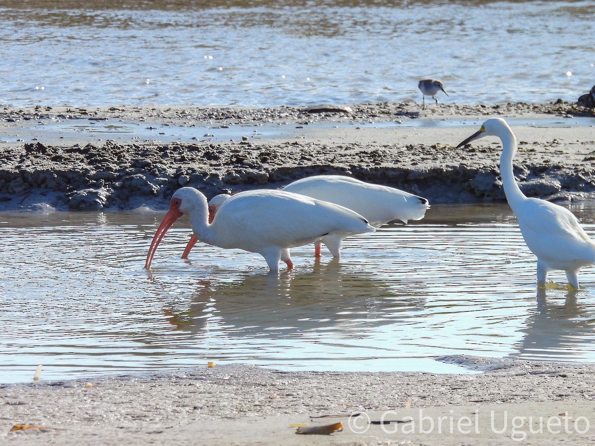 White Ibis - ML644329386