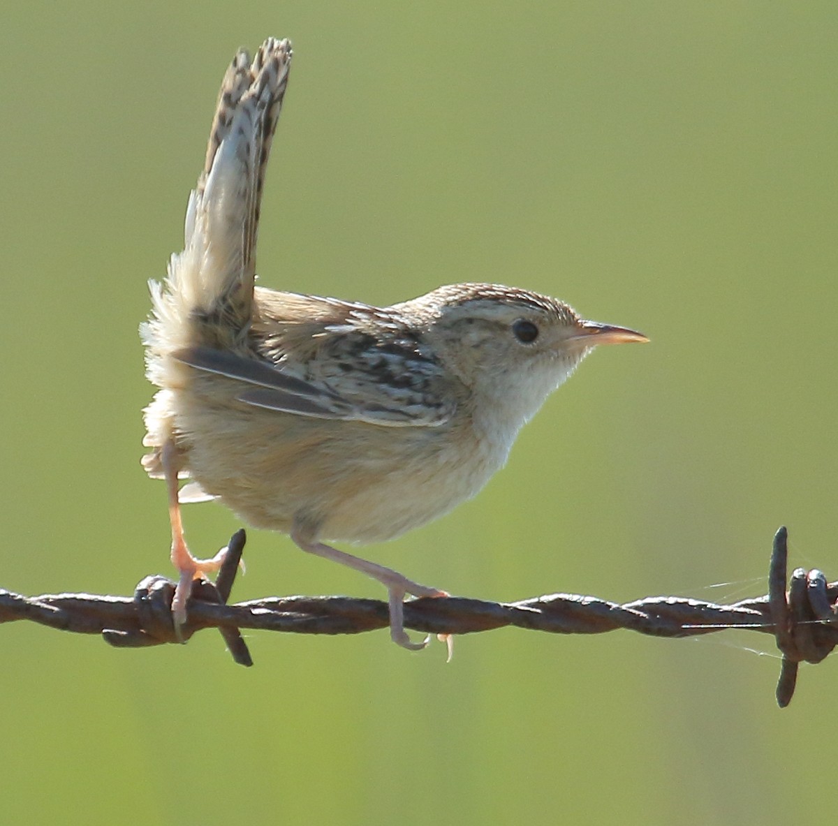 Травяной крапивник - ML644329393