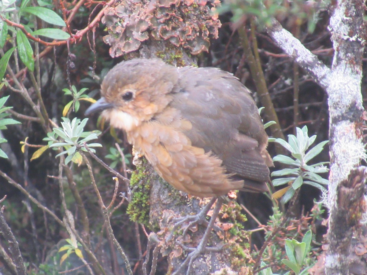 Tawny Antpitta - ML644329394