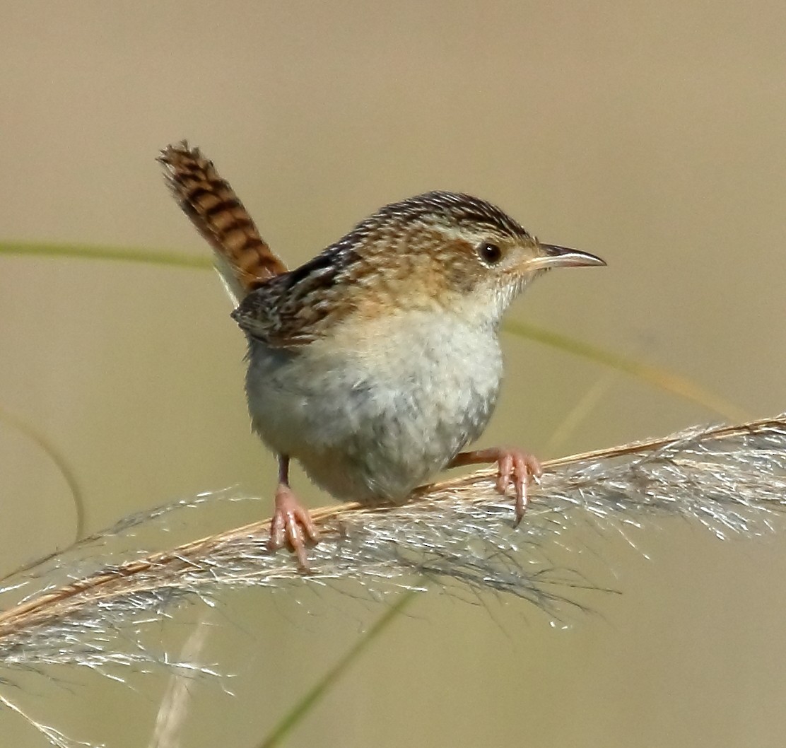 Травяной крапивник - ML644329402