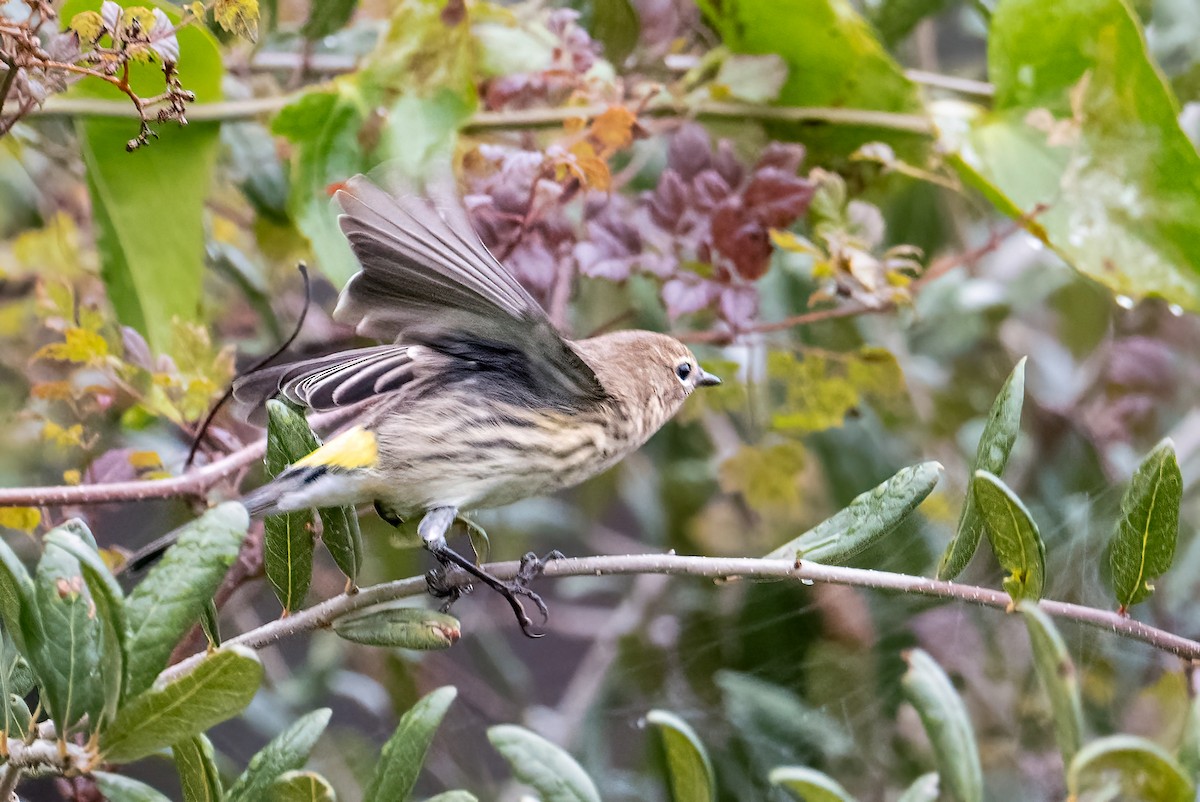 Yellow-rumped Warbler - ML644329403