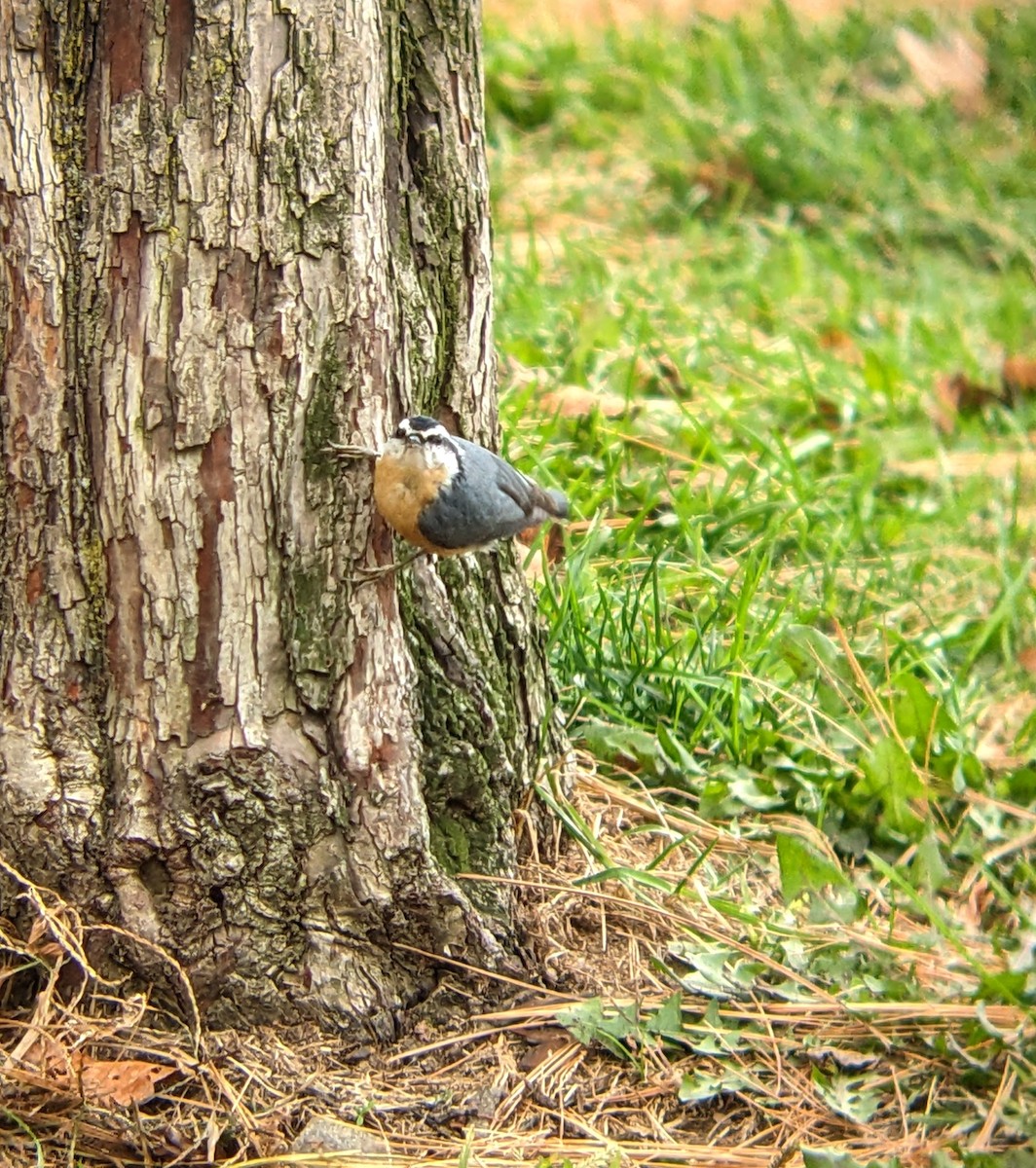 Red-breasted Nuthatch - ML644329405