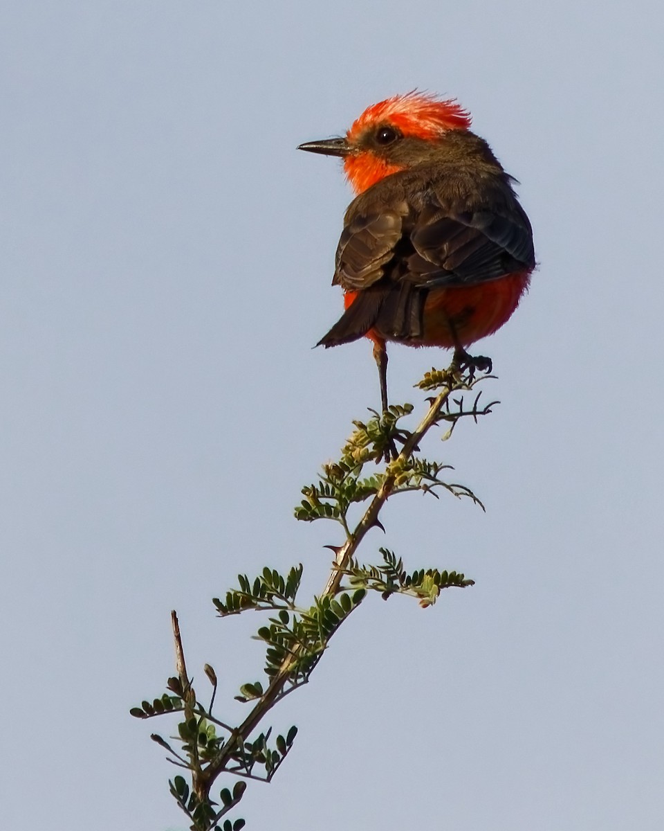 Vermilion Flycatcher - ML644329406