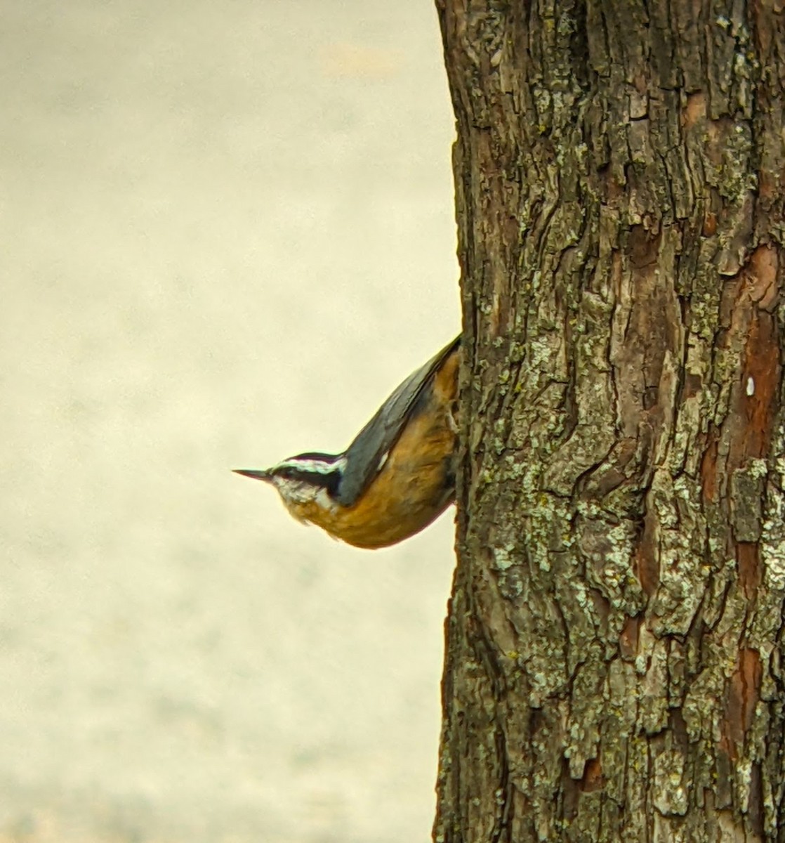 Red-breasted Nuthatch - ML644329407