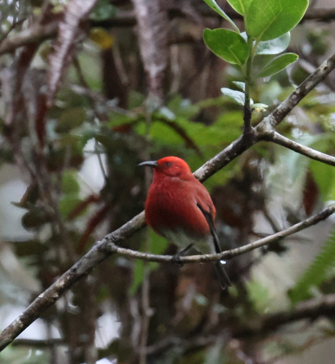 Apapane - ML644329411