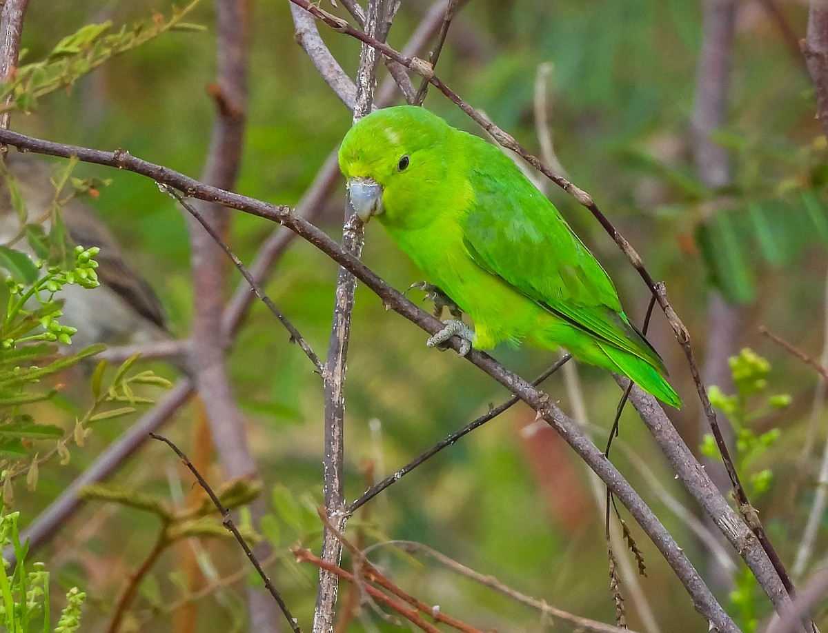 Cobalt-rumped Parrotlet - ML644329412