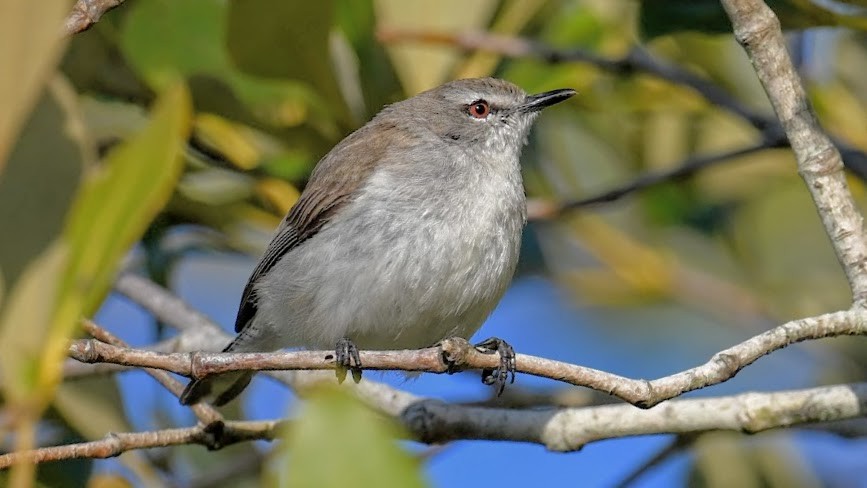 Mangrove Gerygone - ML644329422