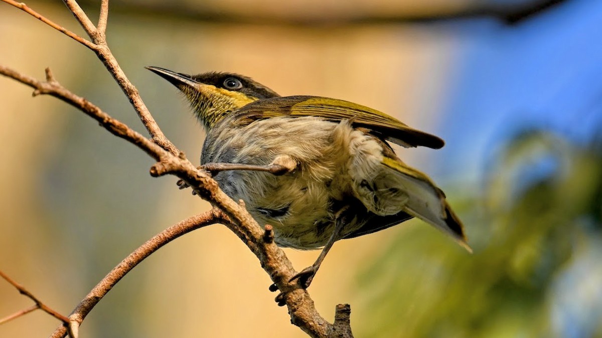 Медник мангровий - ML644329424