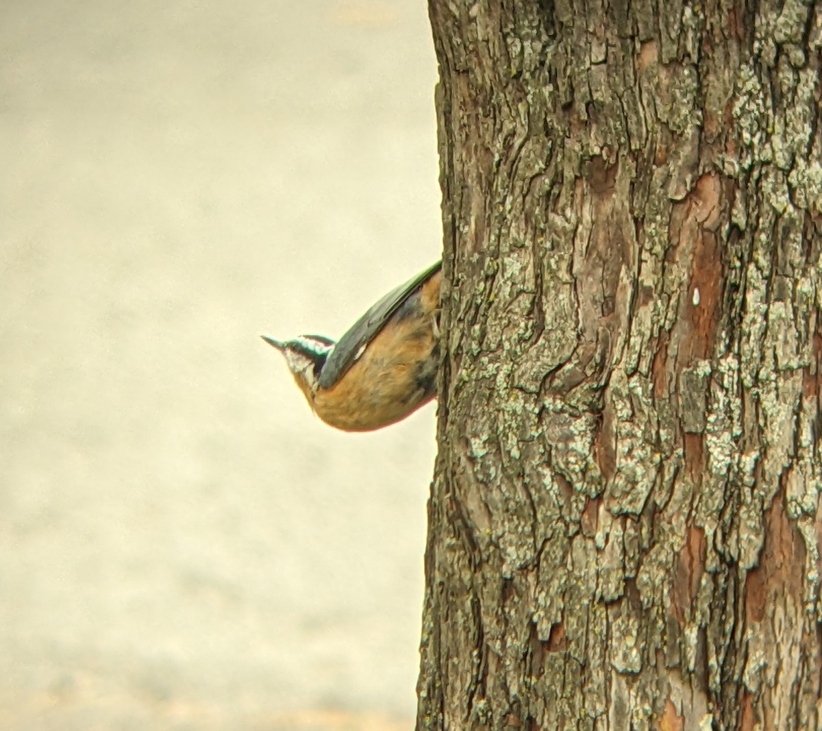 Red-breasted Nuthatch - ML644329431