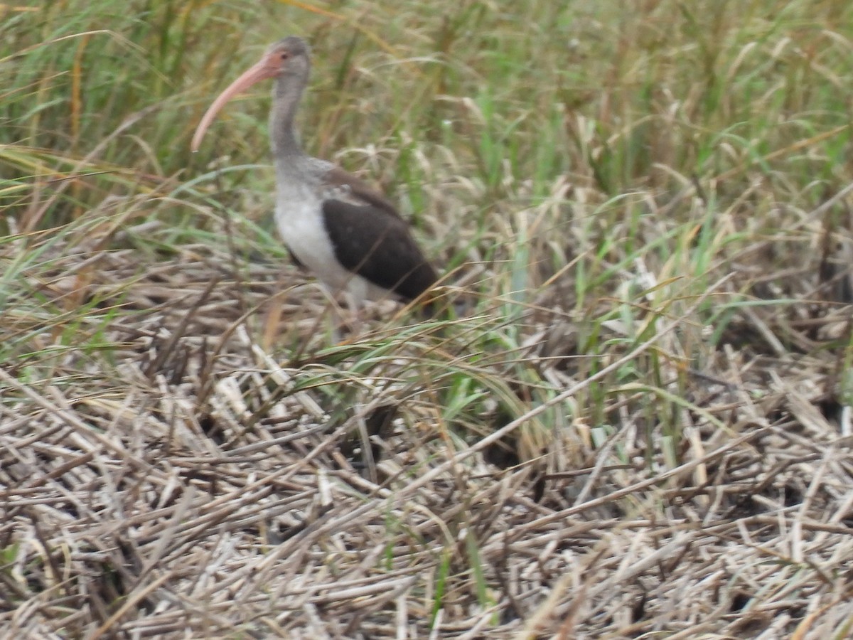 White Ibis - ML644329435