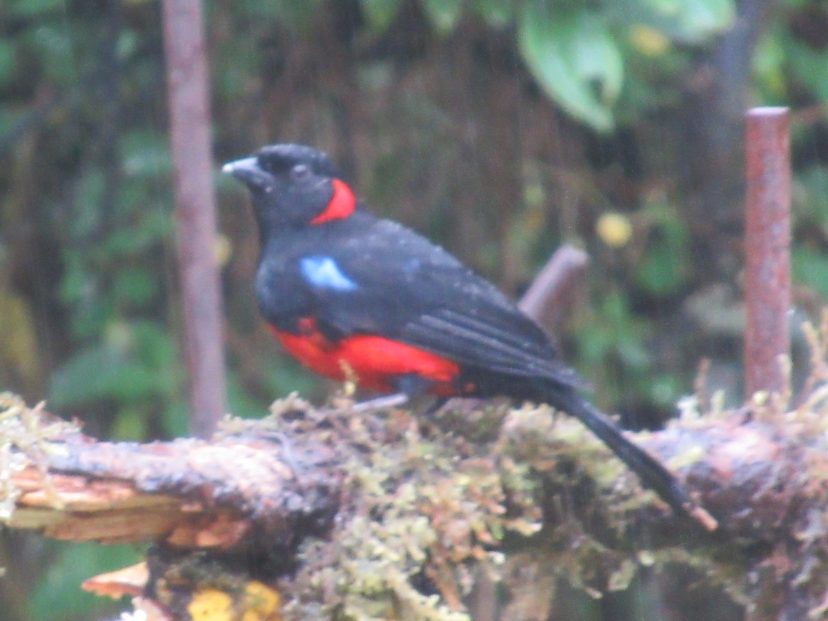 アカハラヤマフウキンチョウ - ML644329441