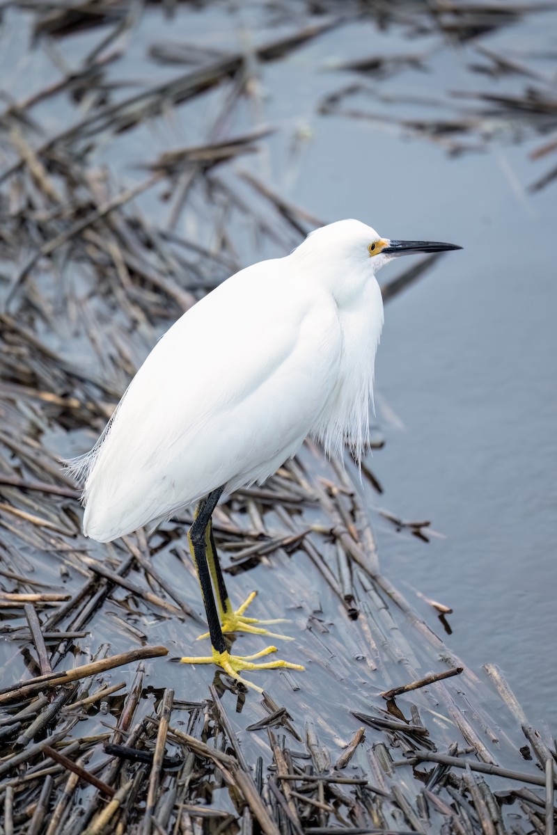 Snowy Egret - ML644329453