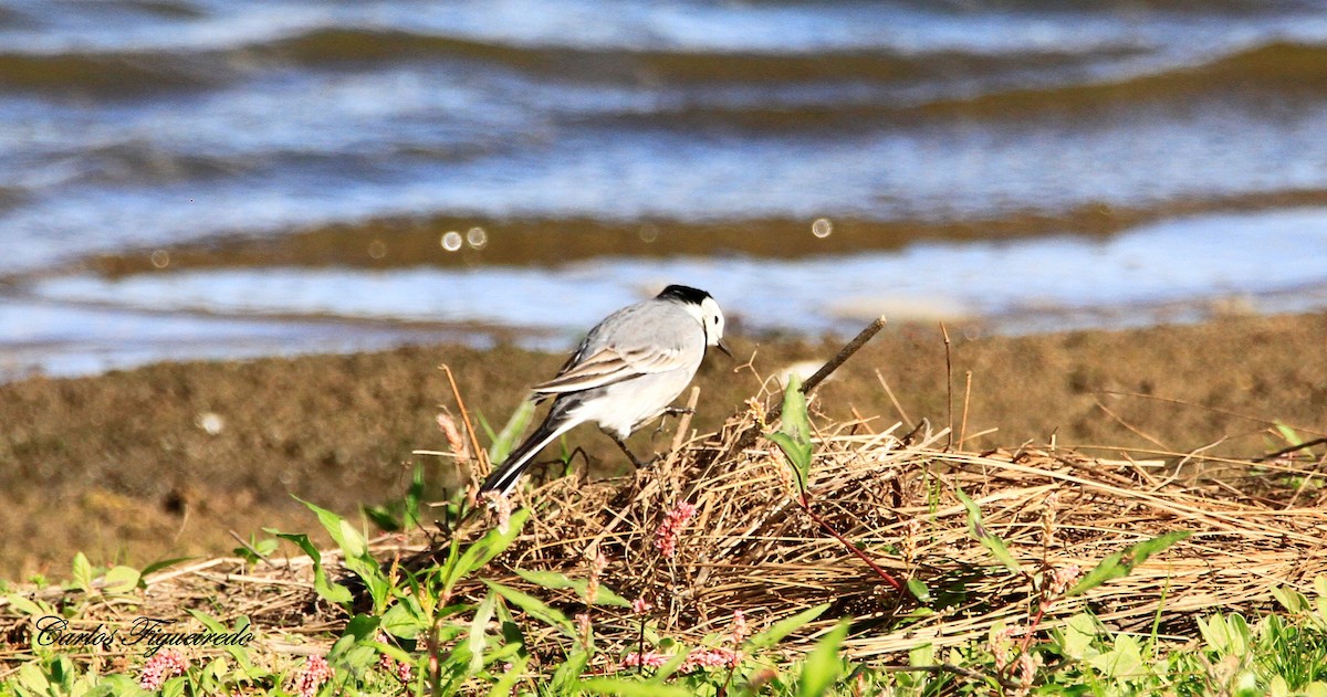 White Wagtail - ML644329454