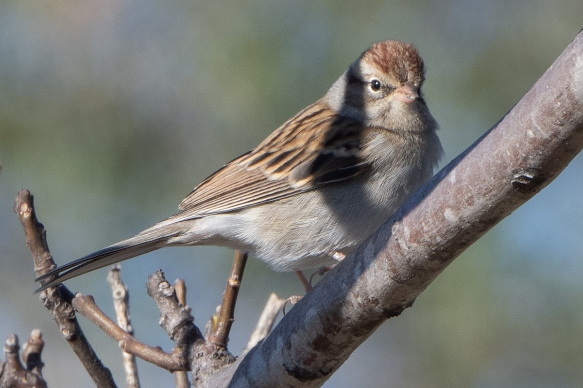 strnádka vrabcovitá - ML644329458
