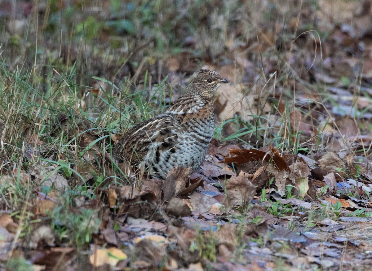 Воротничковый рябчик - ML644329460