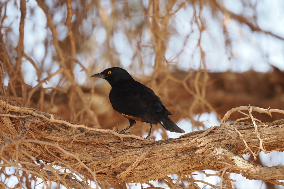 blekvingestær - ML644329468