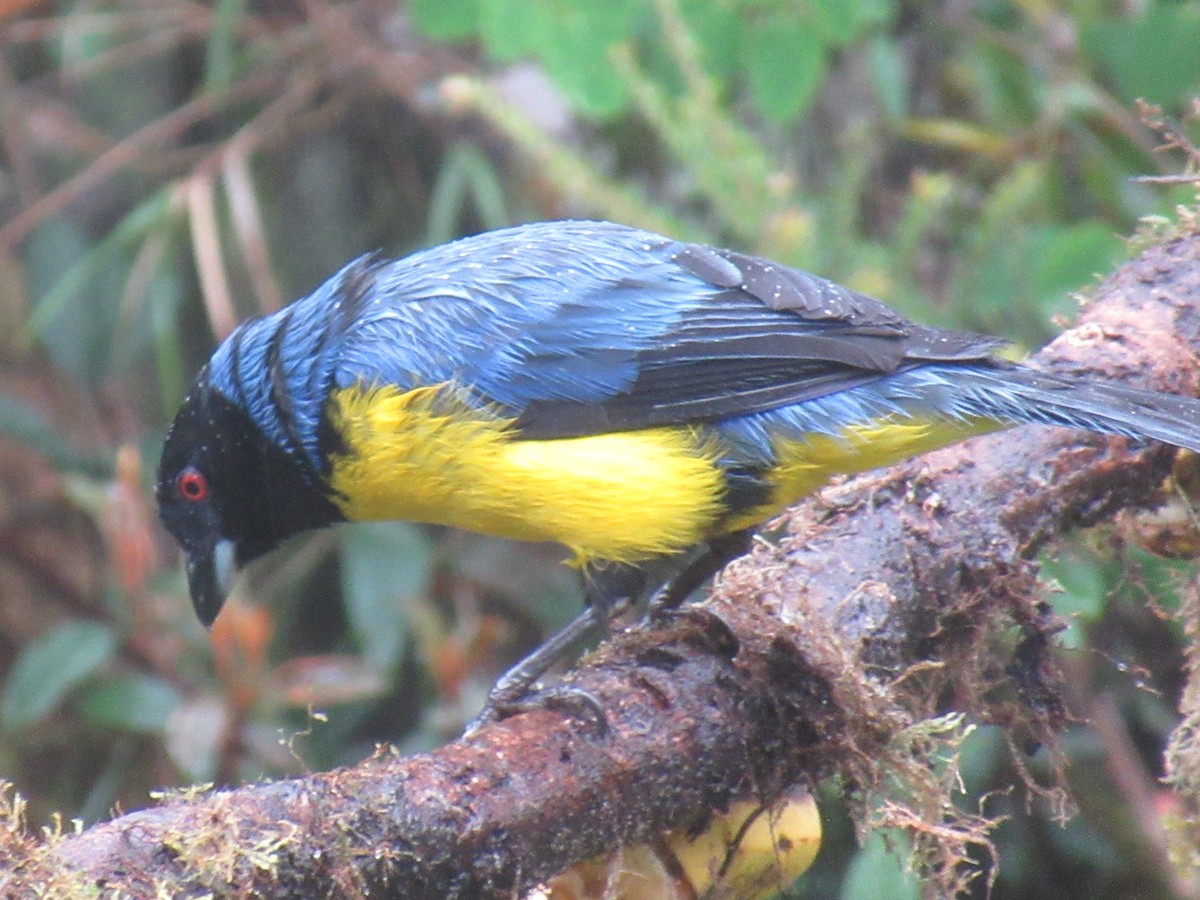 ズキンキバラフウキンチョウ - ML644329469