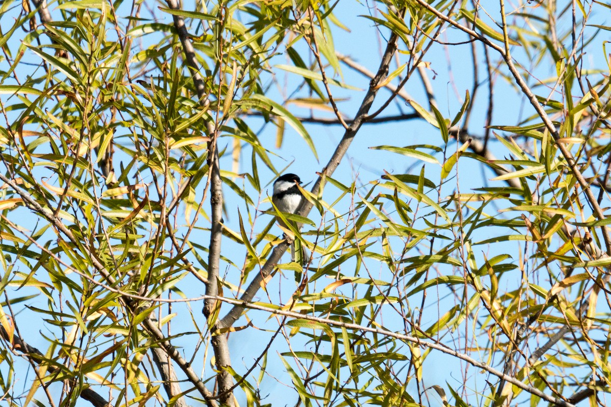 Black-capped Chickadee - ML644329471