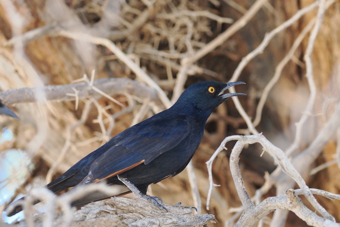 blekvingestær - ML644329474