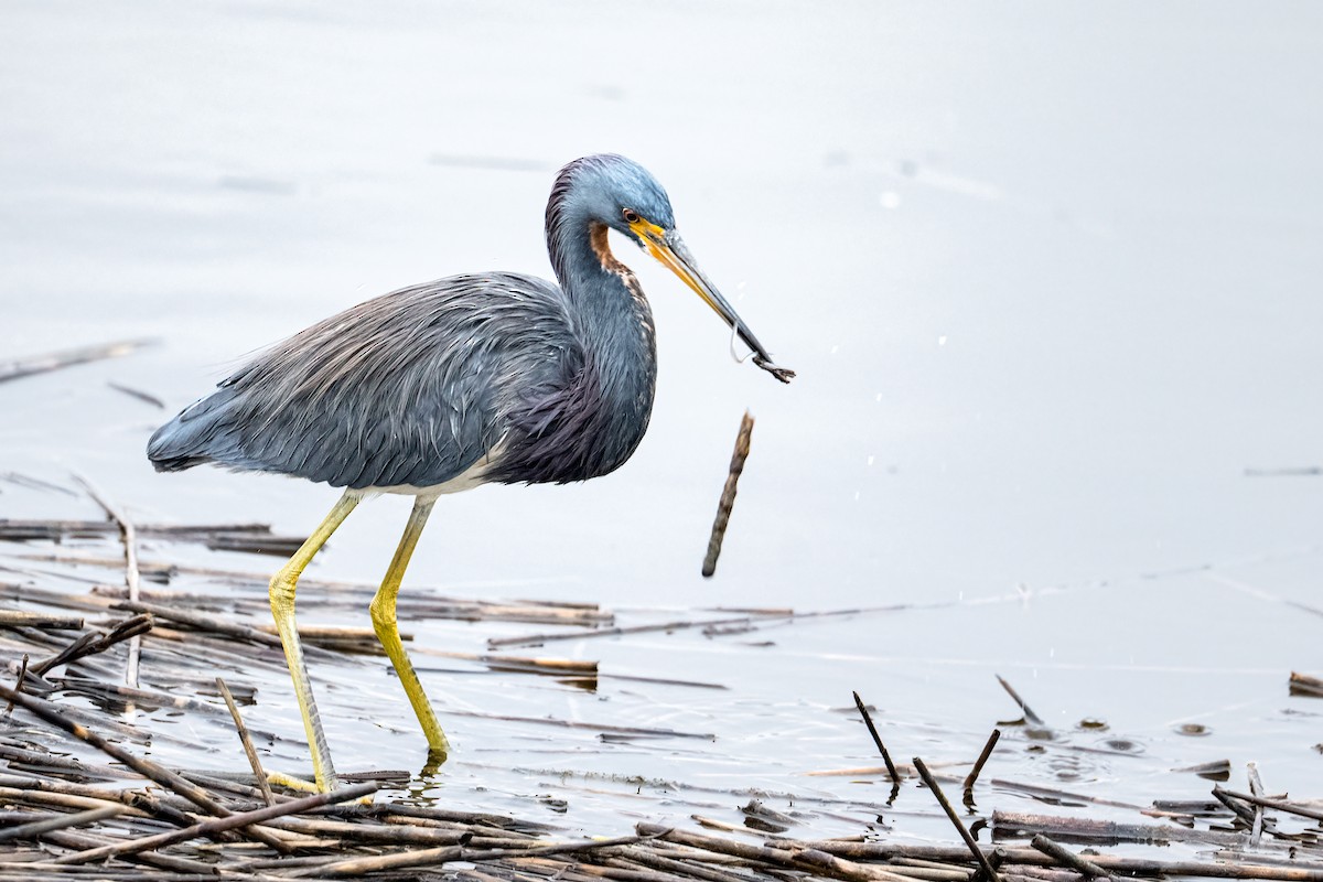 Tricolored Heron - ML644329475
