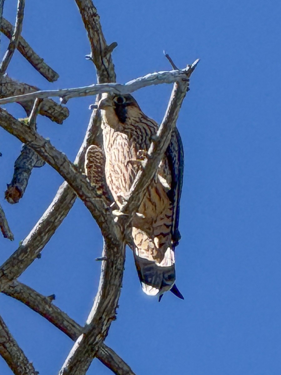Peregrine Falcon - ML644329476