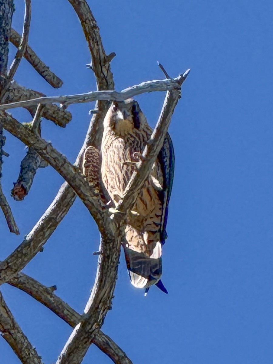Peregrine Falcon - ML644329477