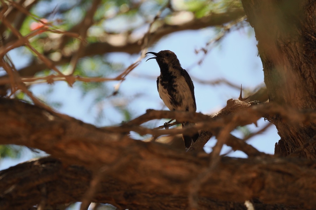 Dusky Sunbird - ML644329482