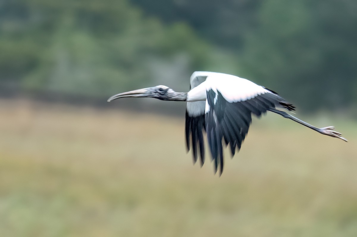 Wood Stork - ML644329484