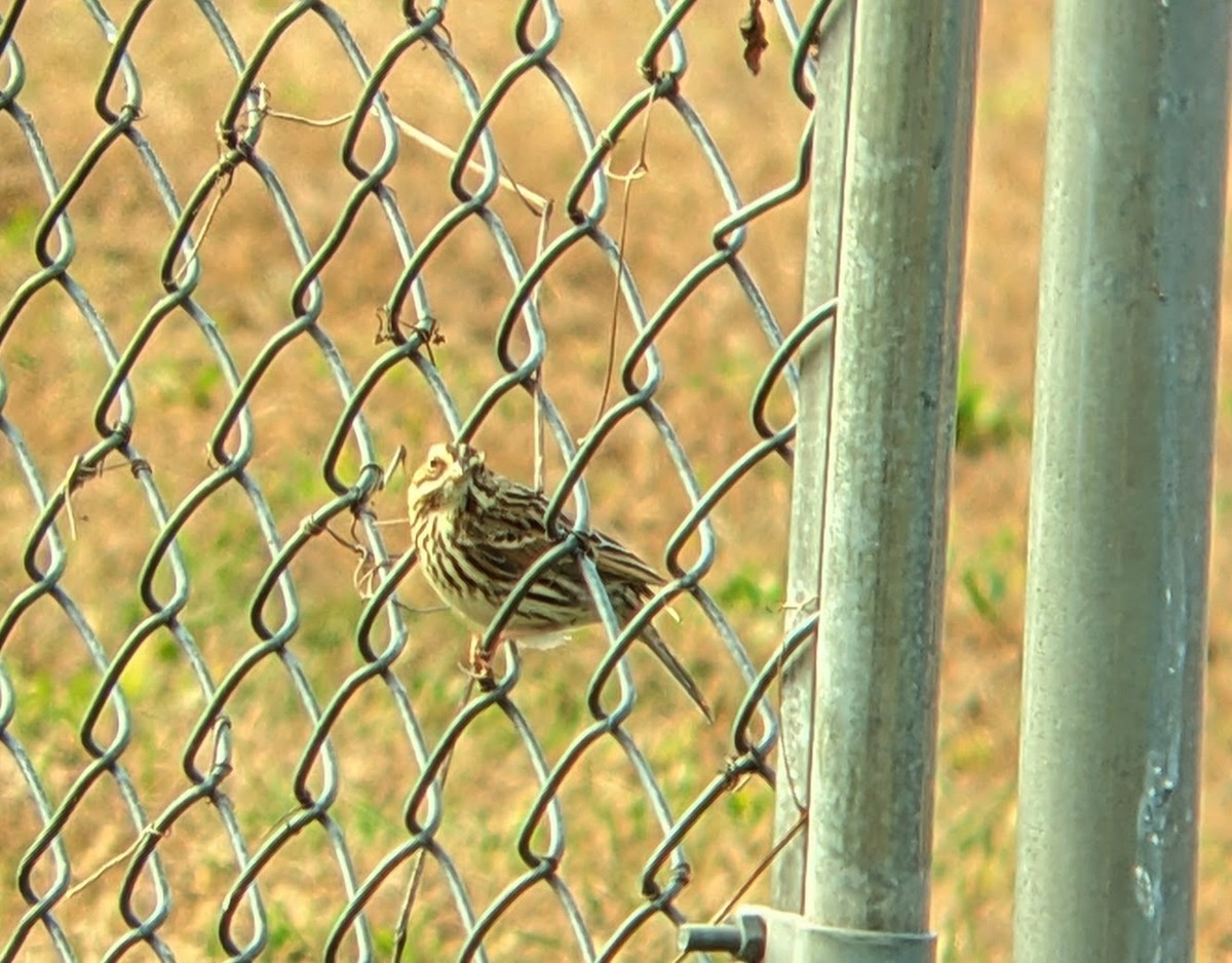 Savannah Sparrow - ML644329486