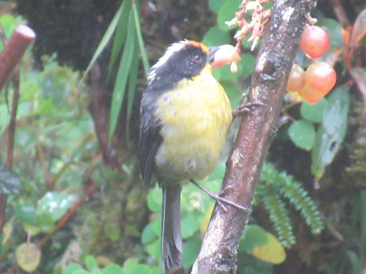 キエリヤブシトド - ML644329492