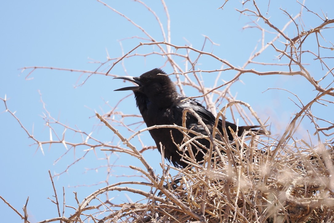 Cape Crow - ML644329496