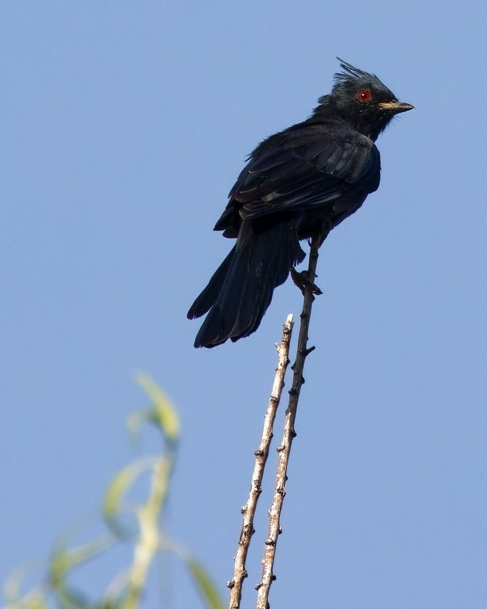 Phainopepla - ML644329510