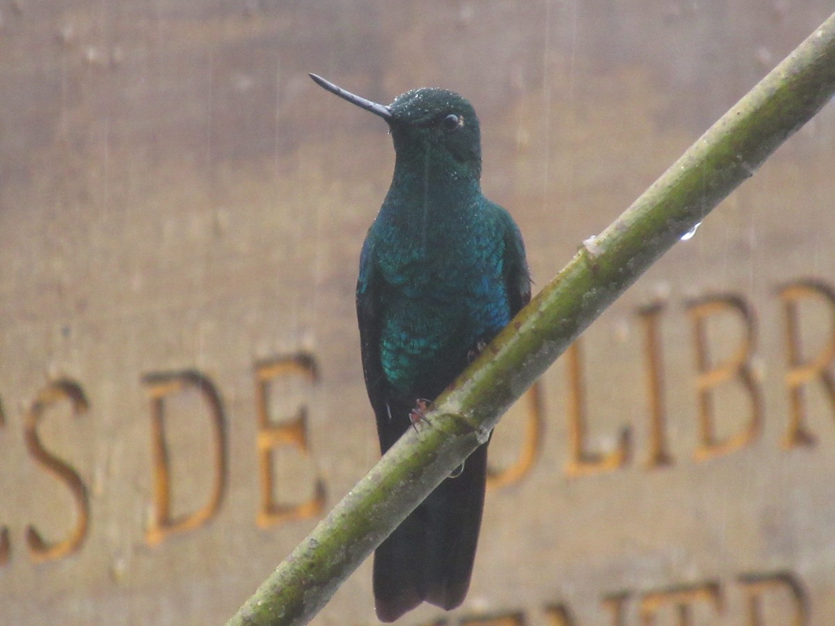 ルリバネハチドリ - ML644329512