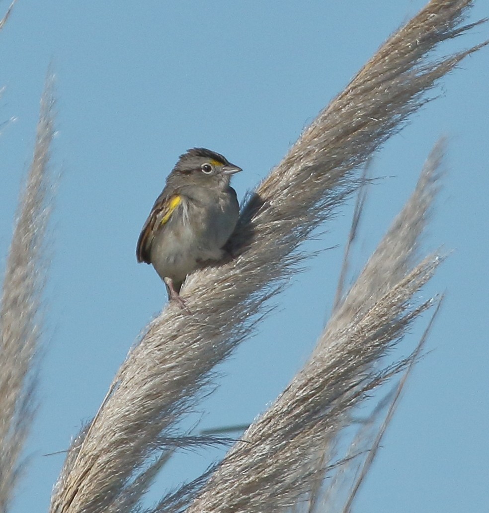 Wachtelammer - ML644329516