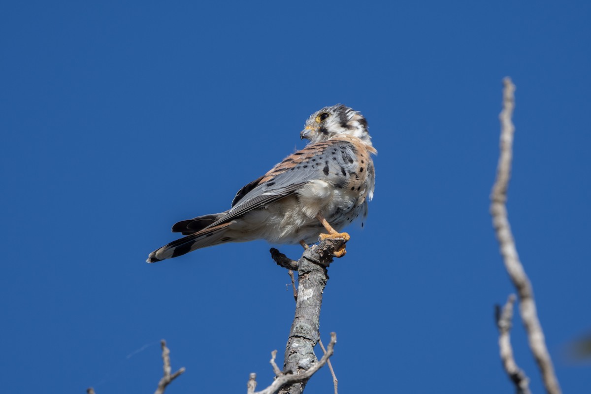 poštolka pestrá - ML644329532