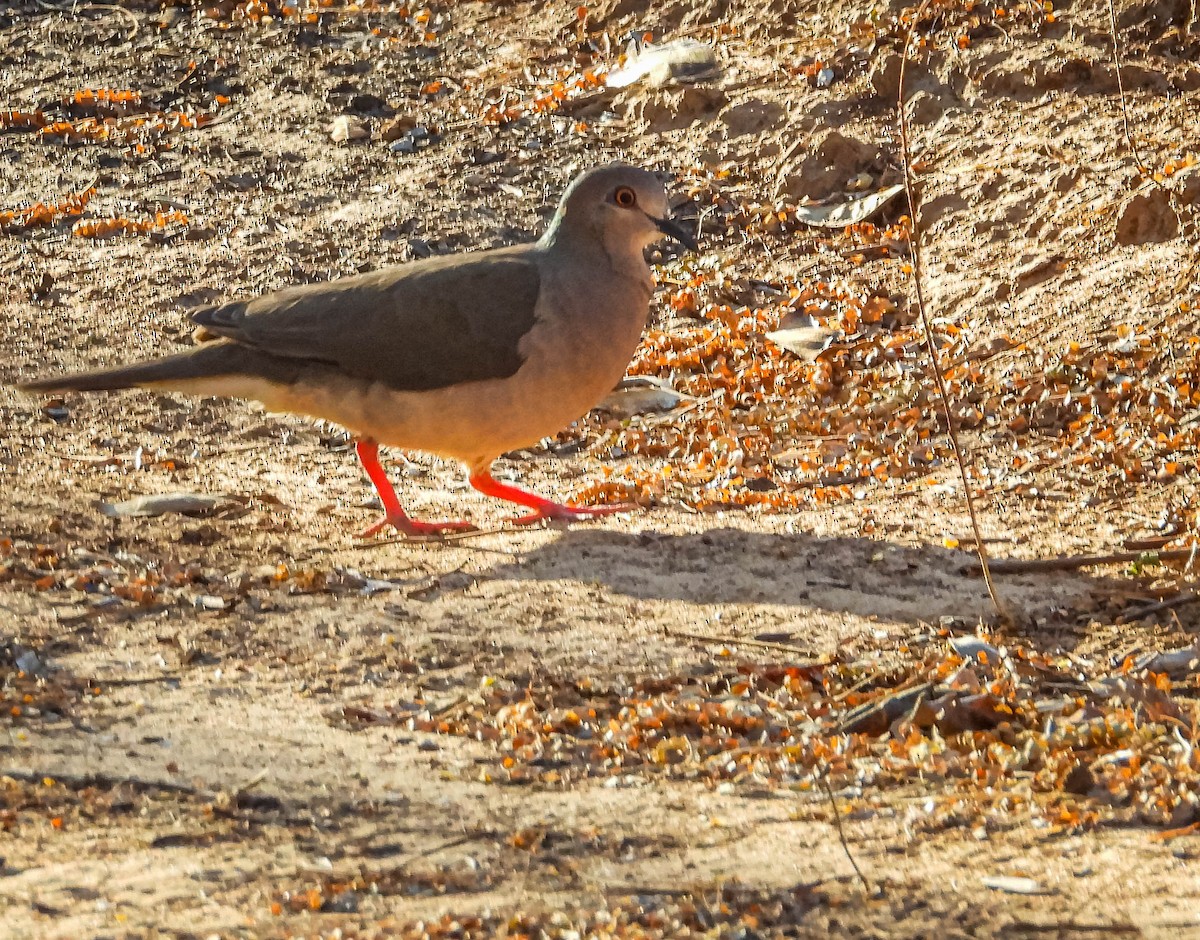 White-tipped Dove - ML644329542